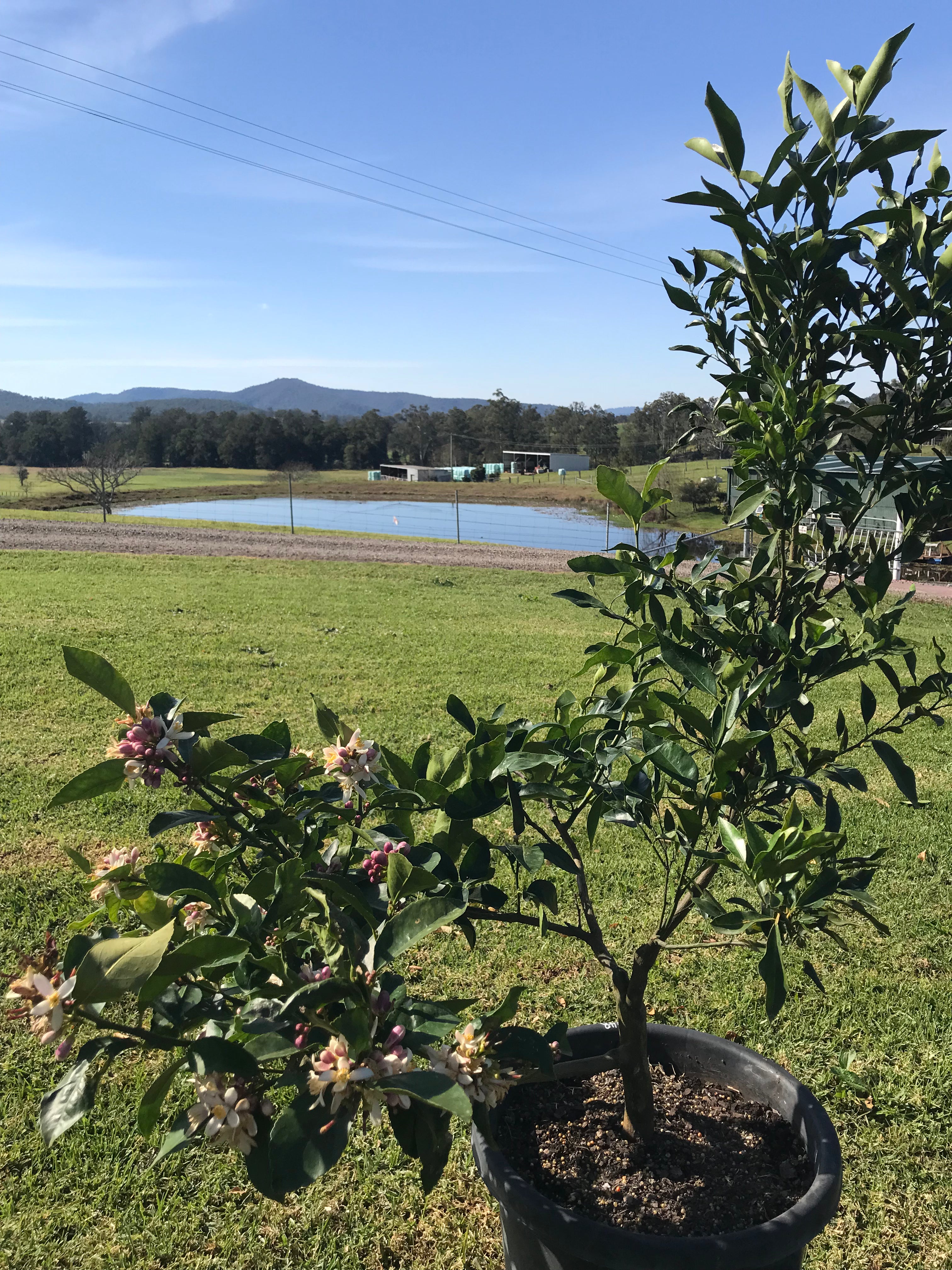 Mature Citrus Tree: Lime + Mandarin + Lemon